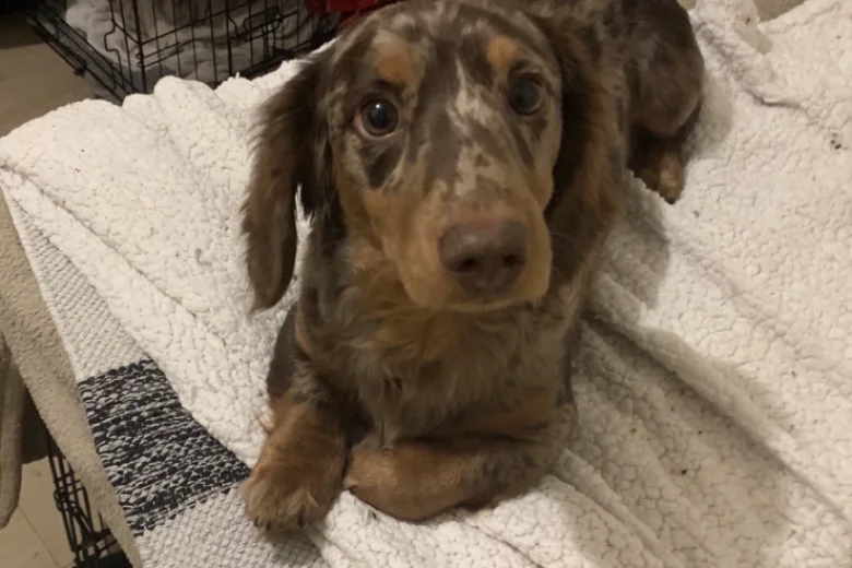 Dachshund (Miniature Long Haired)