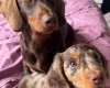Dachshund (Miniature Long Haired)