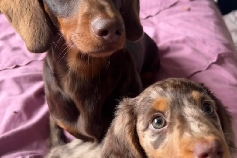Dachshund (Miniature Long Haired)