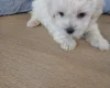 Maltipoo