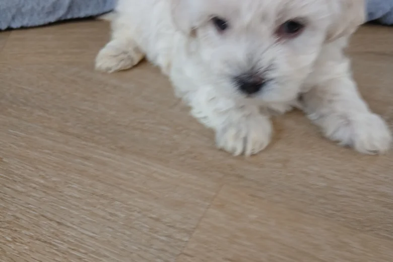 Maltipoo