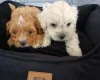 Maltipoo