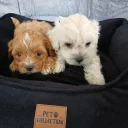 Maltipoo