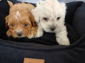 Maltipoo