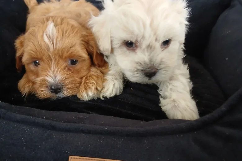 Maltipoo