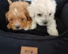 Maltipoo