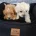 Maltipoo