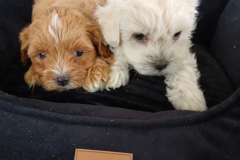 Maltipoo