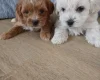Maltipoo