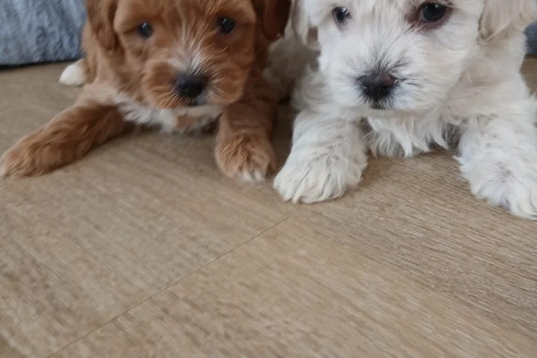Maltipoo