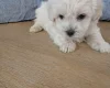 Maltipoo