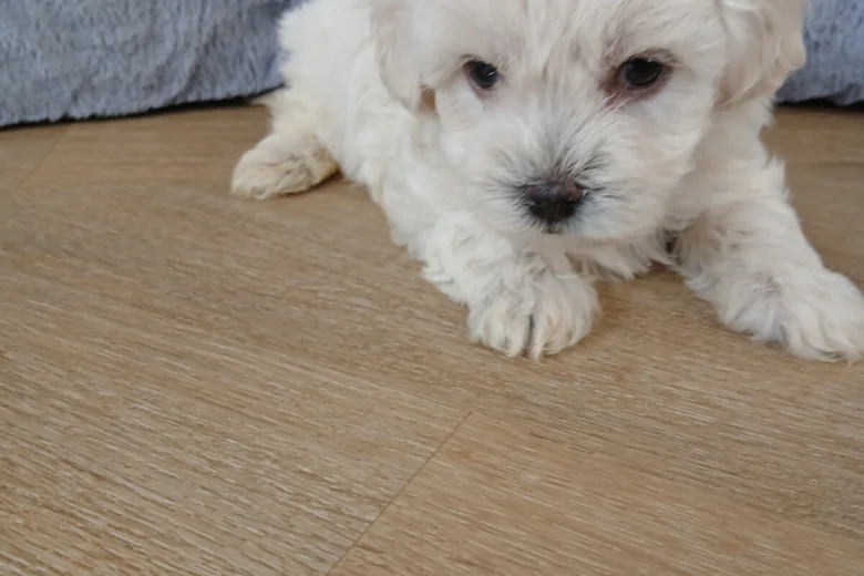 Maltipoo
