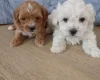 Maltipoo
