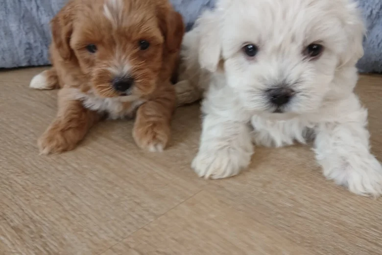 Maltipoo