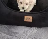 Maltipoo