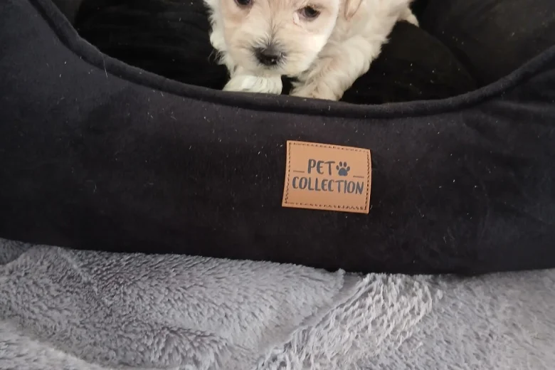 Maltipoo