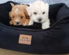 Maltipoo