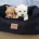 Maltipoo
