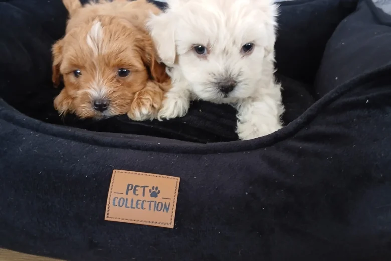 Maltipoo