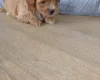 Maltipoo