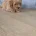 Maltipoo