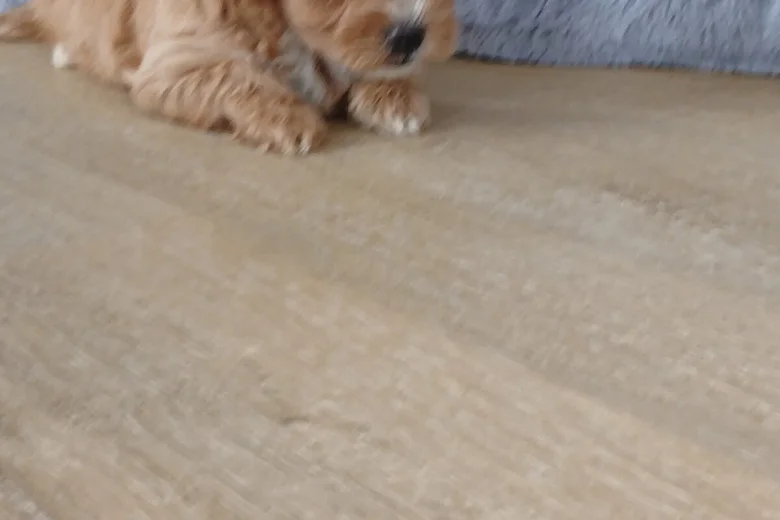 Maltipoo
