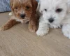 Maltipoo
