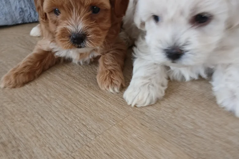 Maltipoo