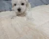 Maltipoo