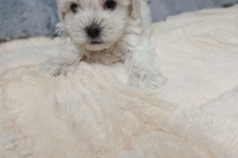 Maltipoo