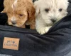 Maltipoo