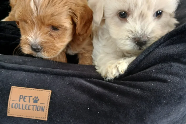 Maltipoo