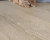 Maltipoo
