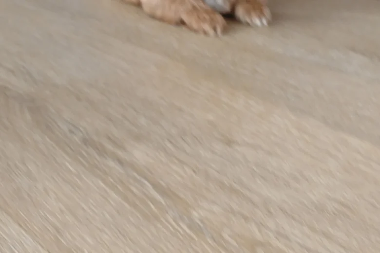 Maltipoo