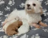 Maltipoo