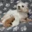 Maltipoo