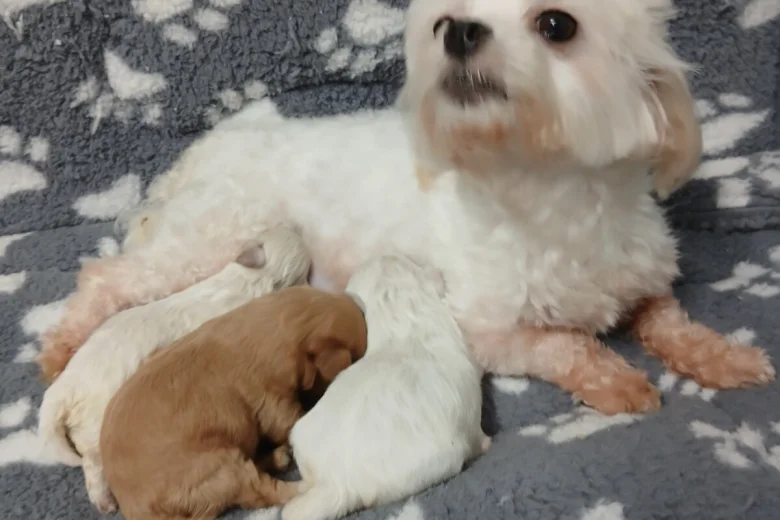 Maltipoo