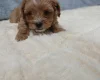 Maltipoo