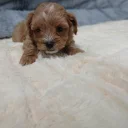 Maltipoo