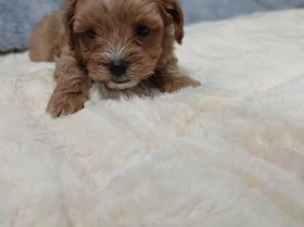 Maltipoo