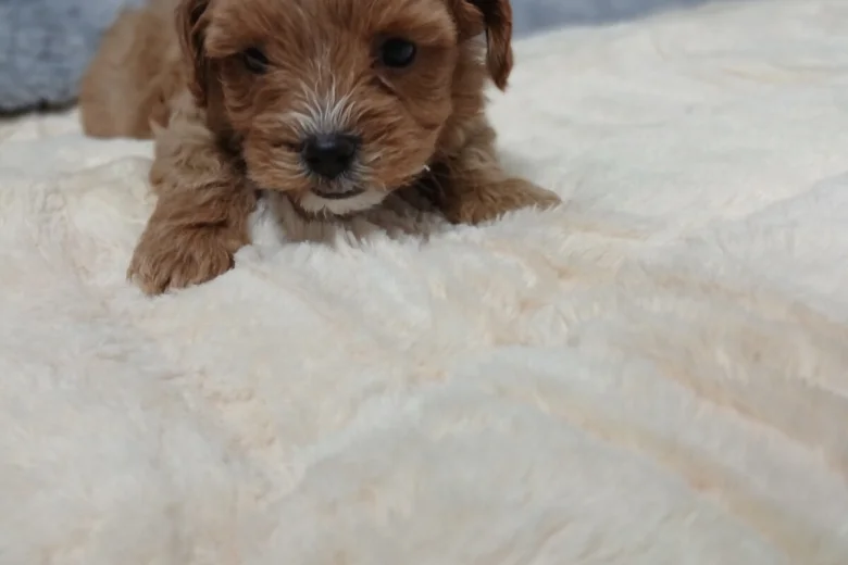Maltipoo