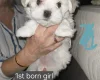 Maltese