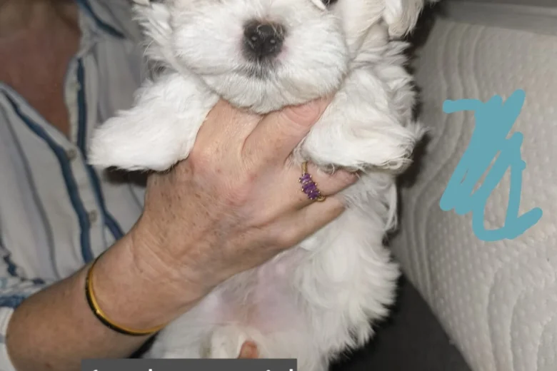 Maltese