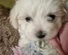 Maltese