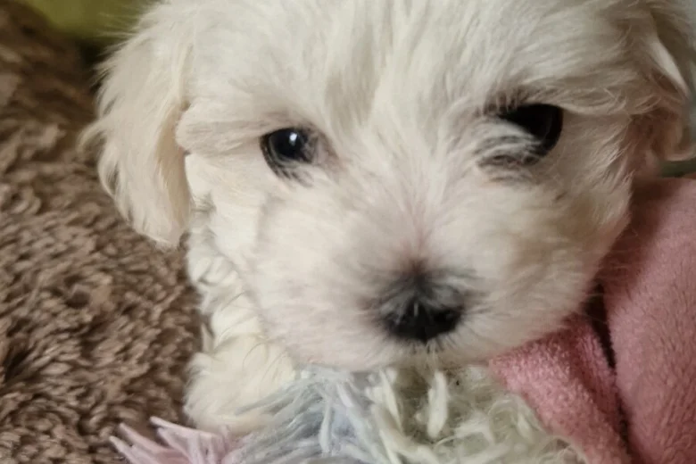 Maltese