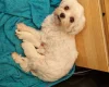 Maltese
