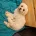 Maltese