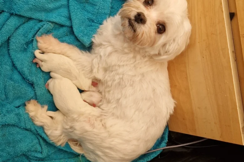 Maltese