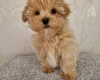 Maltipoo
