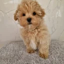 Maltipoo